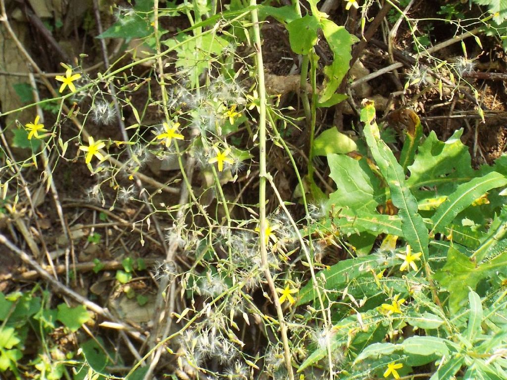 Mycelis muralis (=Lactuca muralis)